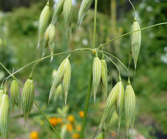 Yulaf Bitkisi Özellikleri ve Faydaları Nelerdir?