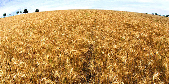 Yulaf Samanı Kürü Kullanımı ve Faydaları Nelerdir?